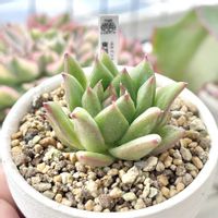 成長記録 突起マリア,エケベリア 突起マリア,神奈川タニラー,多肉男子,バルコニー/ベランダの画像