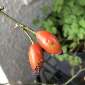 ローズヒップ,ドッグローズ,ロサ・カニーナ,ハーブ,ハーブティーの画像