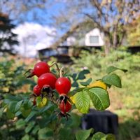 ハマナス,ローズヒップ,草花,ハマナスの実.,ハマナスの実.の画像