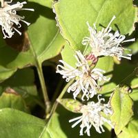 リンドウ,ワレモコウ,綿花,フユノハナワラビ,カシワバハグマの画像