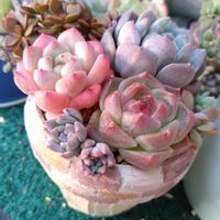 多肉植物,多肉寄せ植え,エケベリア属,リメ鉢,癒しの画像