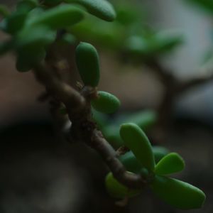 ハオルチア,多肉植物,観葉植物,塊根植物,サボテン科の画像