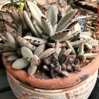 月兎耳,緋花玉,多肉植物,多肉の植え替え,多肉男子の画像