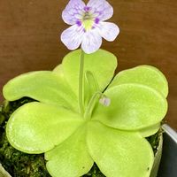 ムシトリスミレ,食虫植物,庭の画像