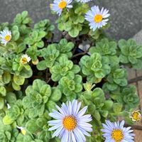 ダルマギク,ノコンギク,カントウヨメナ,Aster spathulifolius,Aster microcephalus var. ovatusの画像