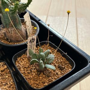 オトンナ・ピグマエア,多肉植物,オトンナ属,咲いた！,コーデックスの画像