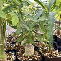 フォッケア・エデュリス,アデニア・グラウカ,サイカス デバオエンシス,多肉植物,イベントの画像