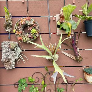 チランジア,デンドロビウム,ビカクシダ レモイネイ,ビルベルギア,バタフライピーの画像