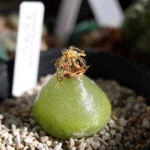 ブルゲリ,多肉植物,観葉植物,塊根植物,塊根の画像