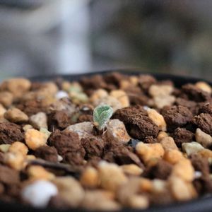 エリオスペルマム・チタノプソイデス,多肉植物,観葉植物,塊根植物,塊根の画像