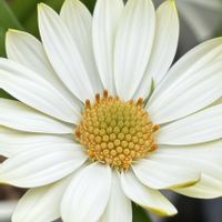 キララ,オステオスペルマム キララ,癒し,花のある暮らし,植物のある暮らしの画像