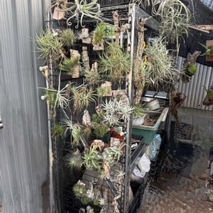 チランジア,多肉,多肉植物,流木,ブロメリアの画像