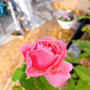 ビオラ,葉牡丹（はぼたん）,寄せ植え,クリスマス,花壇の画像