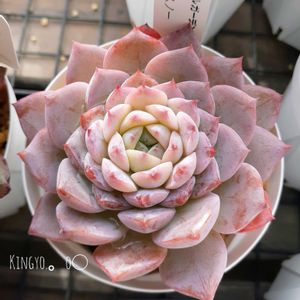 グレイスノー,ピンクの多肉,タニラー,ベランダの画像