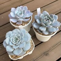 エケベリア,リラシナxラウイ,リラシナxラウイ,ぺったん,ぺったんの画像