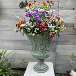 アリッサム,シロタエギク,カルーナ ブルガリス,ビオラ しんしん,シロタエギク ニュールックの画像