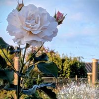 ウインターコスモス,ストック,,ラ・マリエ,白い花の画像