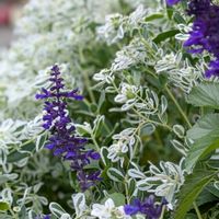 サルビア,ハツユキソウの画像