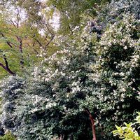 サザンカ,白い花,素敵な出会いに感謝,毎年の楽しみ,深まる秋の画像