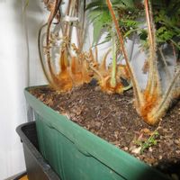 タカワラビ,キンモウコウ,観葉植物,癒し,水やりの画像