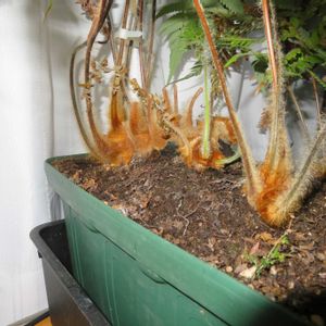 タカワラビ,キンモウコウ,観葉植物,癒し,水やりの画像