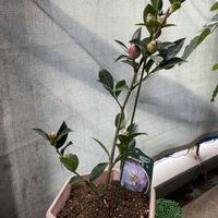 サザンカ,サザンカ  秋月,山茶花(さざんか）,葉っぱのある暮らし,強風ベランダの画像