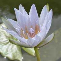 熱帯スイレン,夢の島熱帯植物館,水辺の水曜日,白い水曜日♡の画像