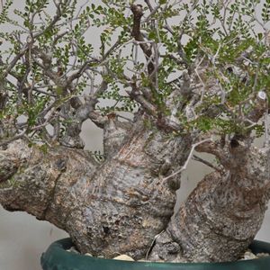 サボテン,オペルクリカリアパキプス,塊根植物,実生,パキプスの画像