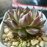 プリドニス,ティッピー,多肉のある暮らし,ノーメイド,カシオス赤錦×コロラータの画像