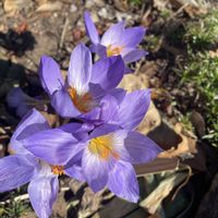 クロッカス,庭の画像