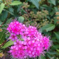 シモツケ ,薔薇 バーガンディ·アイスバーグ,ガーデニング,福岡,花のある暮らしの画像