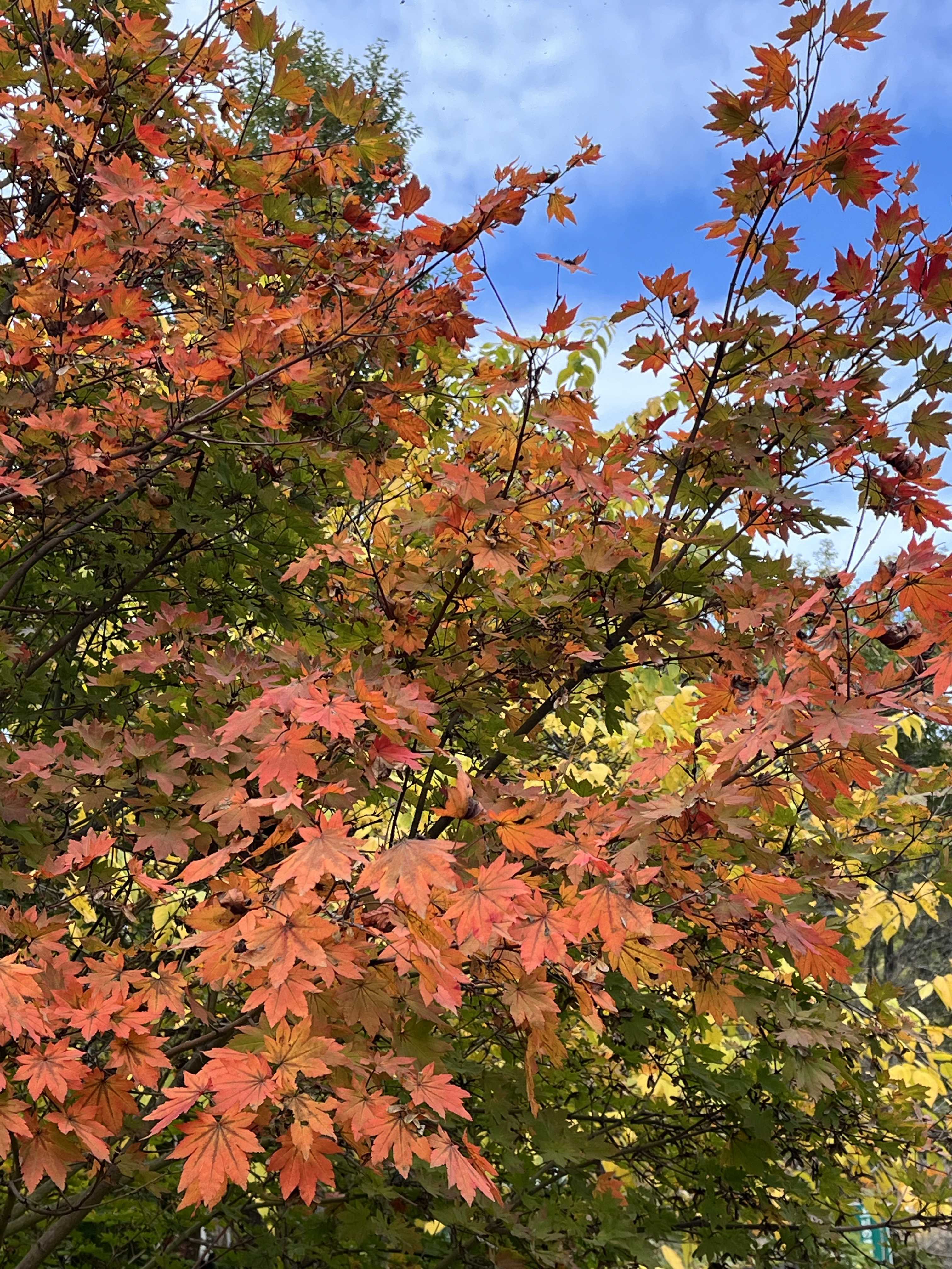 コハウチワカエデの育て方｜🍀GreenSnap（グリーンスナップ）