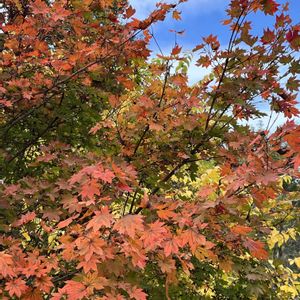 ケヤキ,紅葉,コハウチワカエデ,ブナ,オオモミジの画像