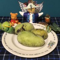 ポポー,ムベ,ボケの実,今日11/13は焼き芋の日,アケビの日の画像