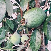 フェイジョア,向日葵,フェイジョア 実,フェイジョア 実,ﾋﾏﾜﾘの画像