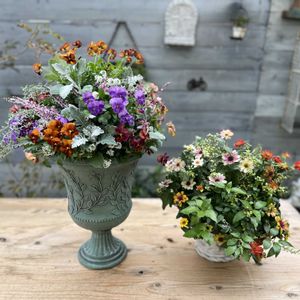 寄せ植え,ガーデニング,ギャザリング,今日の一枚,花のある暮らしの画像