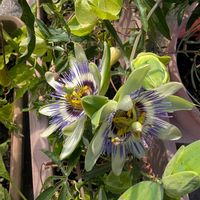 トケイソウ,花壇・植え込み,広い庭,玄関アプローチの画像