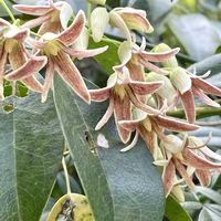 ムベ,ムベの花,ムベの果実,ムベの若い果実,今日のお花の画像