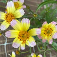 ウインターコスモスの画像