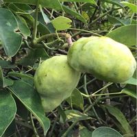 サザンカ,サザンカ,ツバキ,ツバキ,ムベの画像