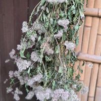 フジバカマの花後,ドライフラワー,向島百花園,桜餅の香り,木曜日はもふもふの日の画像