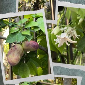 ムベ,ムベ,郁子,郁子,✨今日のお花✨の画像