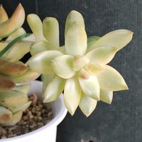 月の王子,月の王子錦,セダム属,多肉大好き,多肉中毒の画像