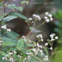 ペルシカリア レッドドラゴン,ペルシカリア,ヒューケラの寄せ植え,ハンギングバスケット,モルタルハウスの画像