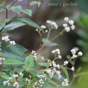 ペルシカリア レッドドラゴン,ペルシカリア,ヒューケラの寄せ植え,ハンギングバスケット,モルタルハウスの画像