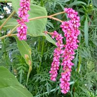 オオケタデ,かわいい,可愛い,癒し,今日の一枚の画像