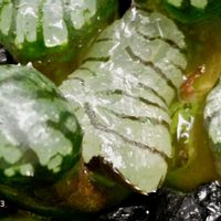 水晶魔界ミュータント,ハオルチア属,多肉ちゃん,ボタニカルライフ,ベランダーの画像