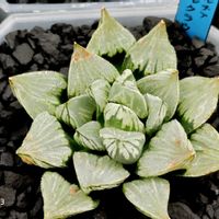 ソウルクラウン,ハオルチア属,多肉ちゃん,ボタニカルライフ,ベランダーの画像