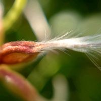 センニンソウ,センニンソウ,山野草,野草,有毒植物の画像