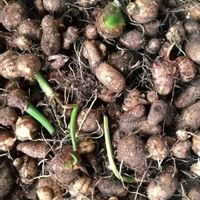 サトイモ,サトイモ,家庭菜園,庭の画像